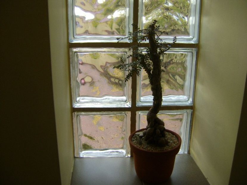 Operculicarya decaryi - Bonsai si prebonsai 2018-2020