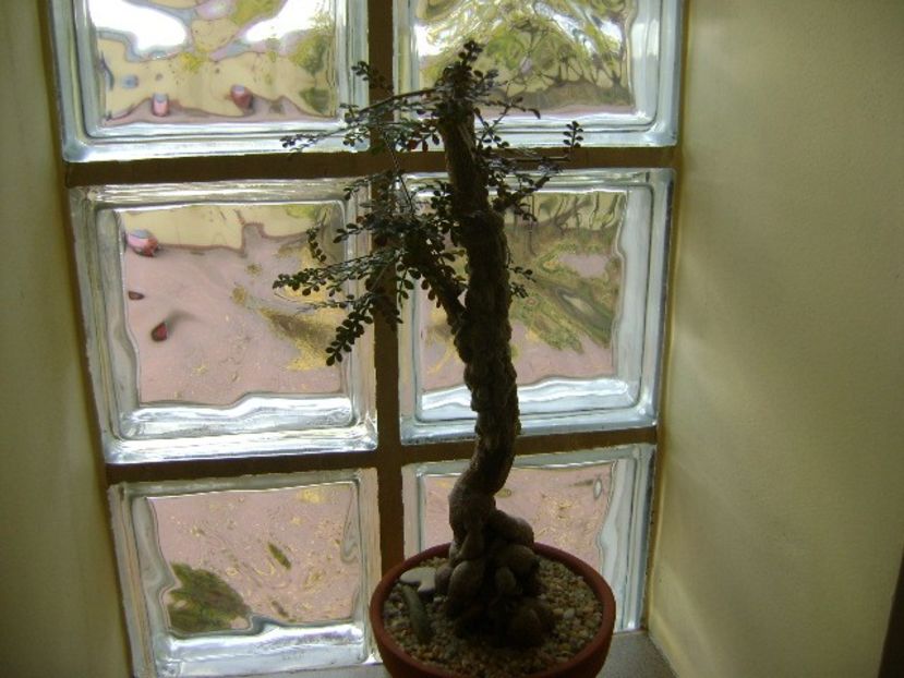 Operculicarya decaryi - Bonsai si prebonsai 2018-2020