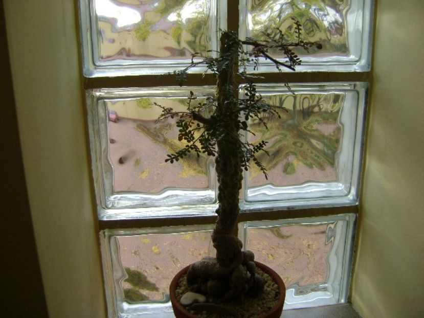 Operculicarya decaryi - Bonsai si prebonsai 2018-2020