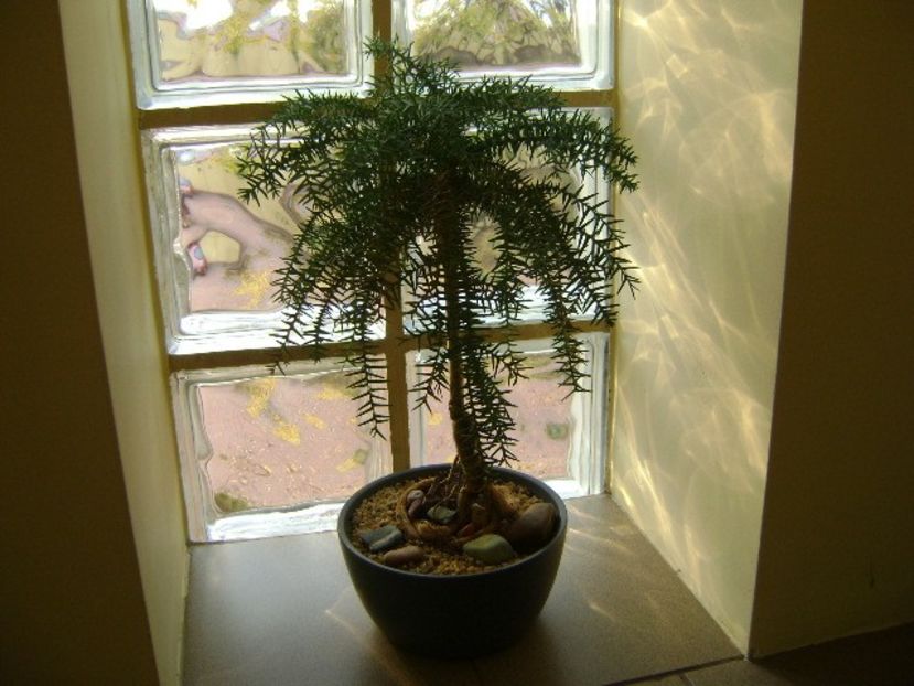 Araucaria cunninghamii v. glauca - Bonsai si prebonsai 2018-2020