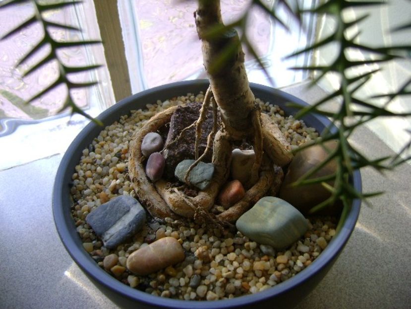 Araucaria cunninghamii v. glauca, detaliu - Bonsai si prebonsai 2018-2020