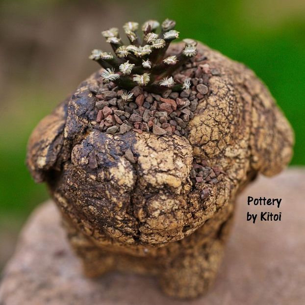 Mammillaria bertholdii - Whish list pentru viata urmatoare1