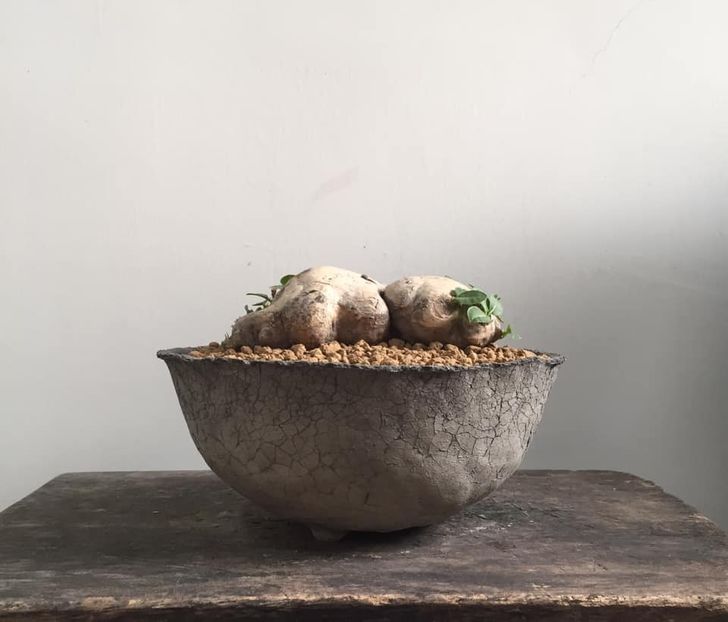 Pachypodium brevicaule - Vase - aranjamente - accesorii