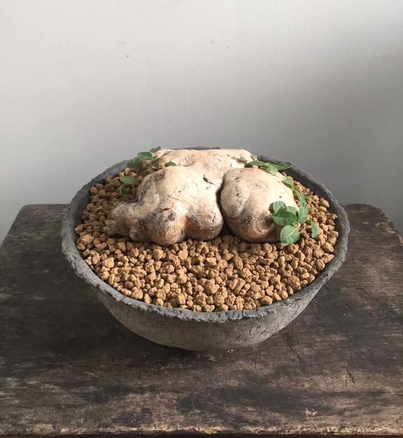 Pachypodium brevicaule - Vase - aranjamente - accesorii