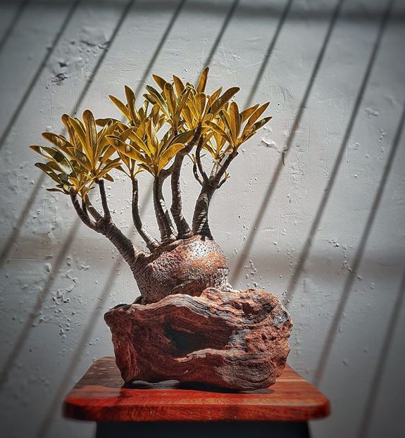 Pachypodium decaryi - Vase - aranjamente - accesorii