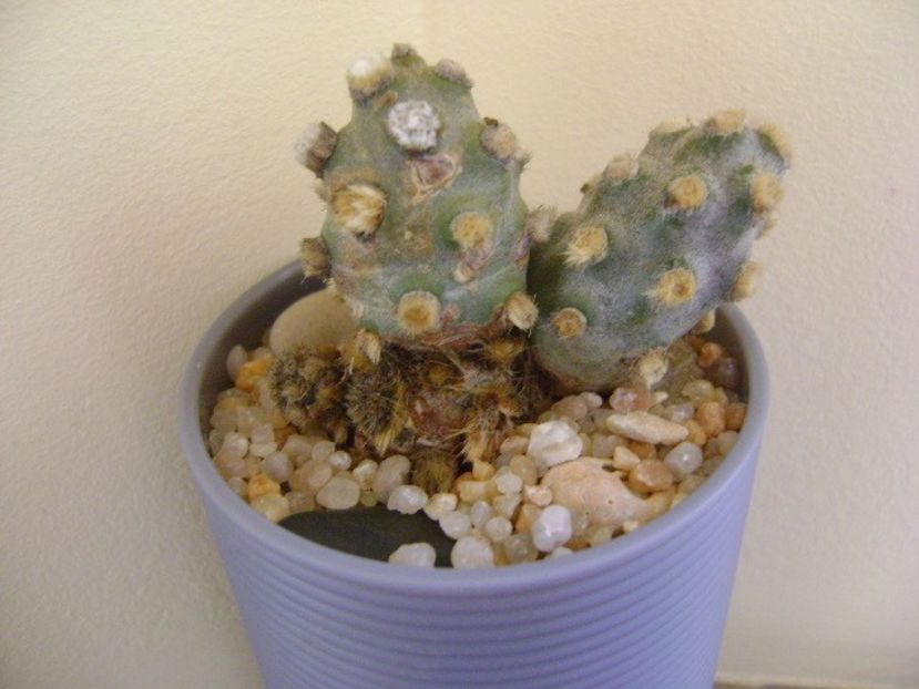 Tephrocactus molinensis - Cactusi 2019 final - catalogare 1