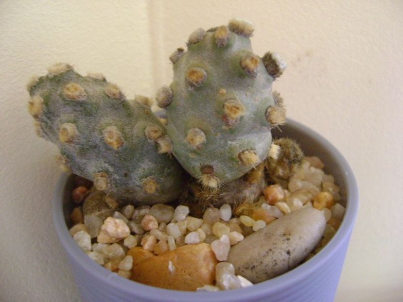 Tephrocactus molinensis - Cactusi 2019 final - catalogare 1