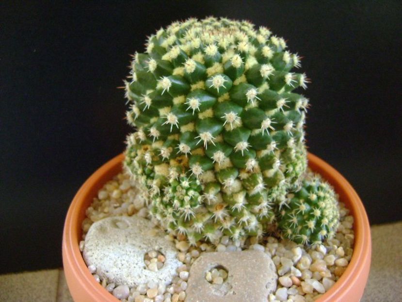 Mammillaria voburnensis ssp. eichlamii - Cactusi 2019 final - catalogare 1
