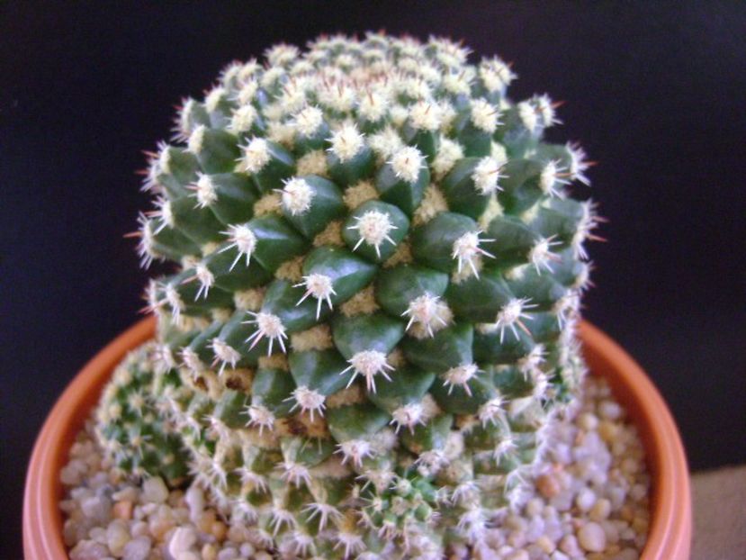 Mammillaria voburnensis ssp. eichlamii - Cactusi 2019 final - catalogare 1