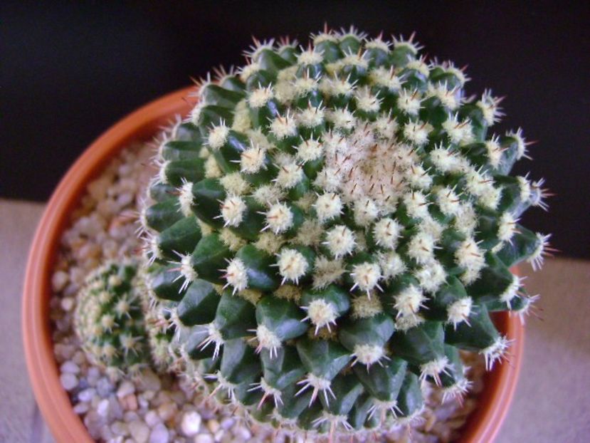 Mammillaria voburnensis ssp. eichlamii - Cactusi 2019 final - catalogare 1
