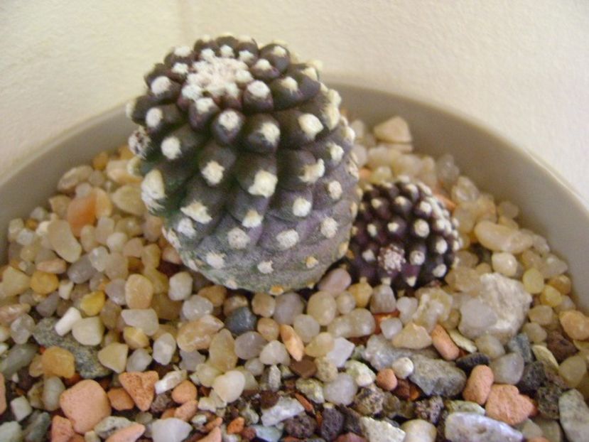 Copiapoa humilis ssp. tenuissima f. monstruosa - Cactusi 2019 final - catalogare 1