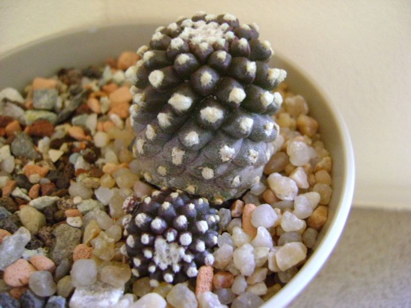 Copiapoa humilis ssp. tenuissima f. monstruosa - Cactusi 2019 final - catalogare 1