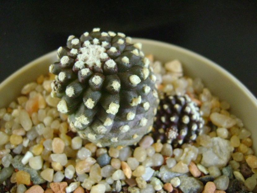Copiapoa humilis ssp. tenuissima f. monstruosa - Cactusi 2019 final - catalogare 1