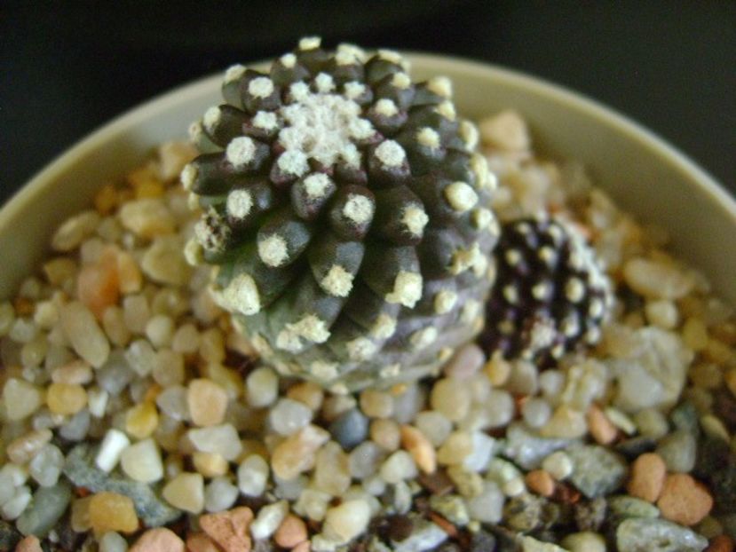 Copiapoa humilis ssp. tenuissima f. monstruosa - Cactusi 2019 final - catalogare 1