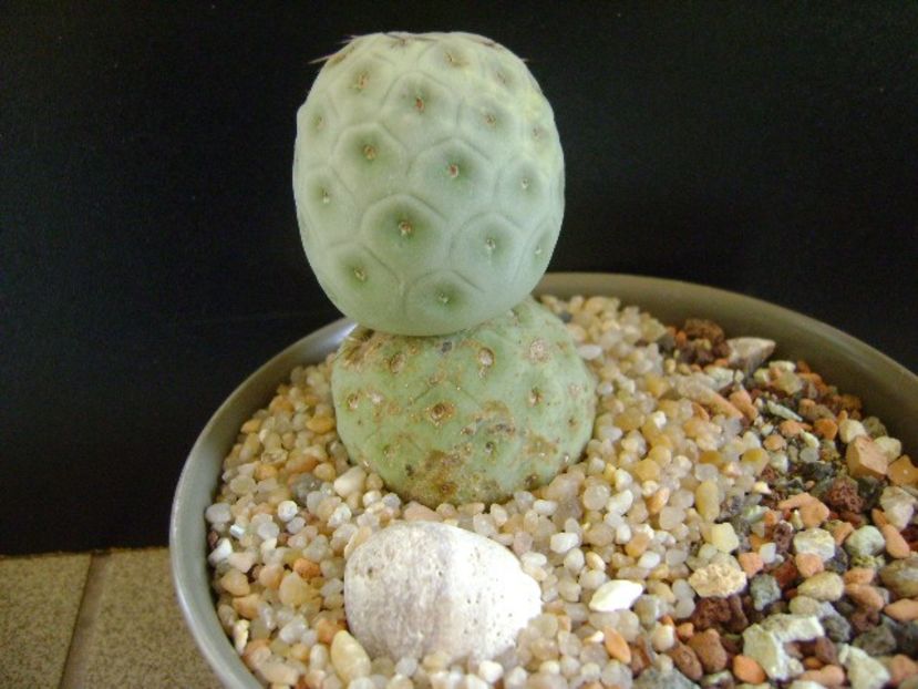 Tephrocactus geometricus - Cactusi 2019 final - catalogare 1