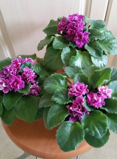 20191108_144057-1 - Ness Cranberry Lace