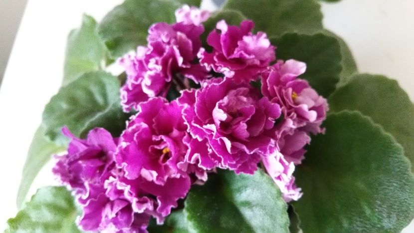  - Ness Cranberry Lace