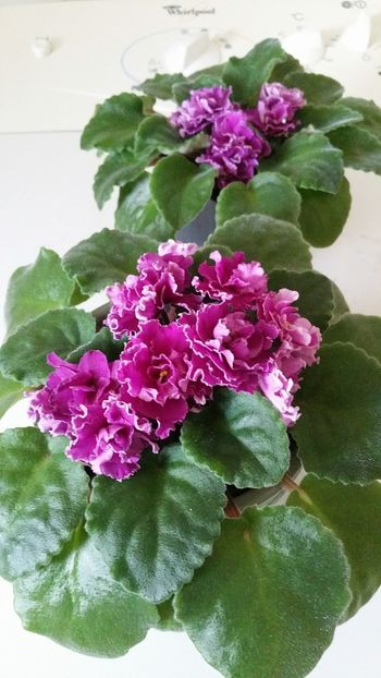  - Ness Cranberry Lace