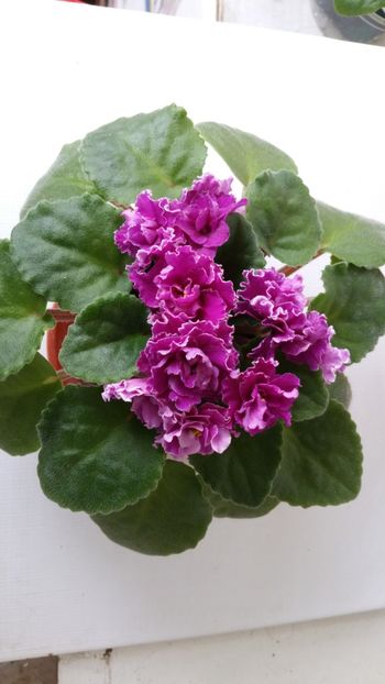  - Ness Cranberry Lace