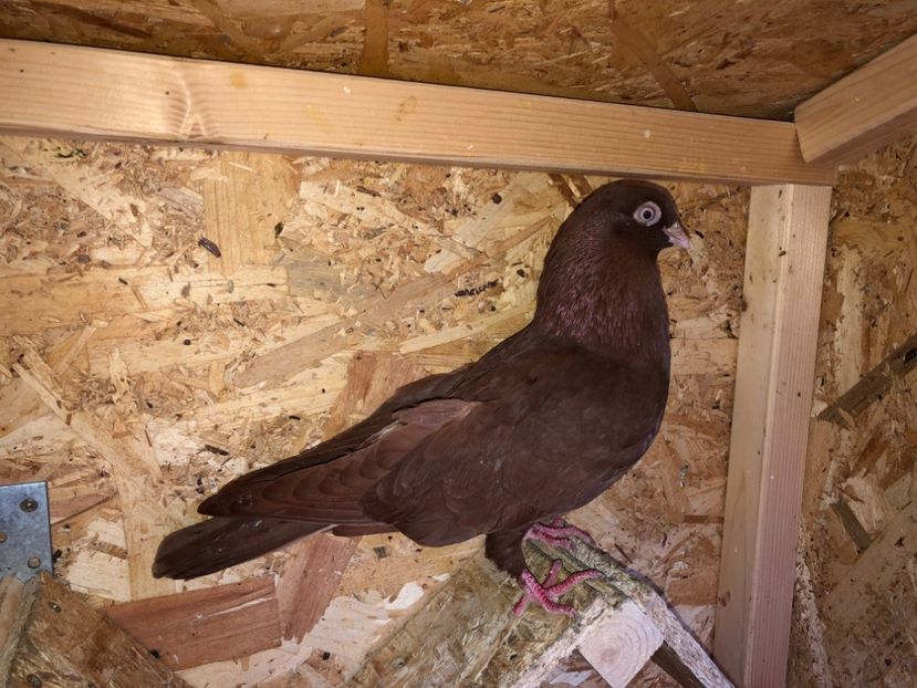 mascul  2019 - Plecați ALBUM 2