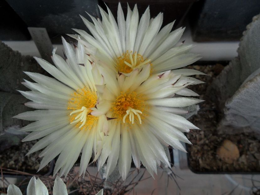 SAM_4485 - Cactusi 2019