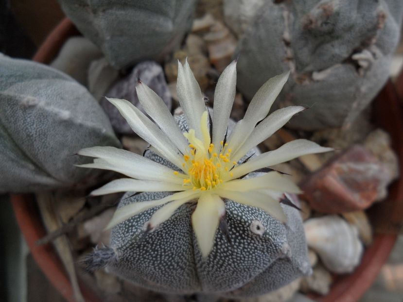 SAM_4488 - Cactusi 2019