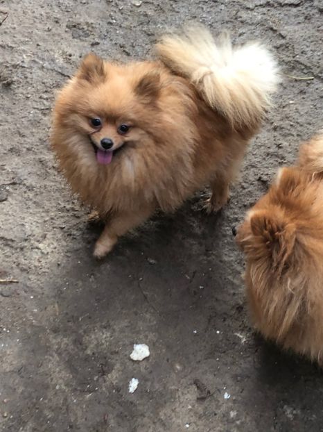 - 1-Pomeranian