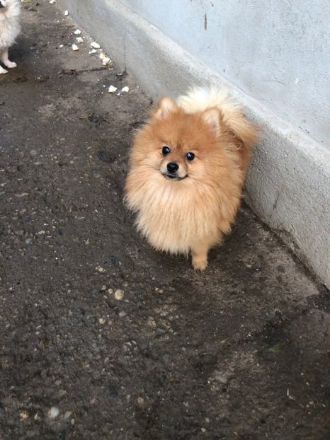  - 1-Pomeranian