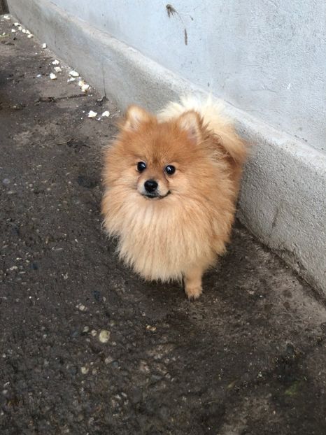  - 1-Pomeranian