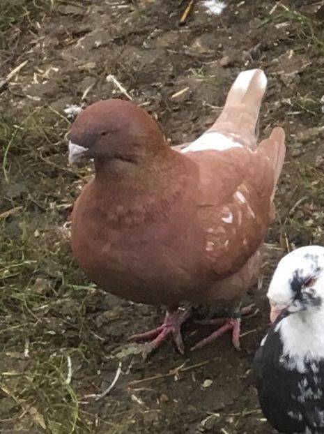 F 2019 - Pui g homer 2019