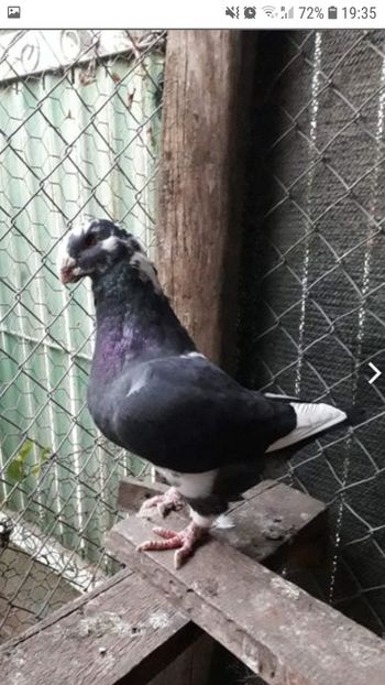 Masc 2018 - Porumbei vanduti