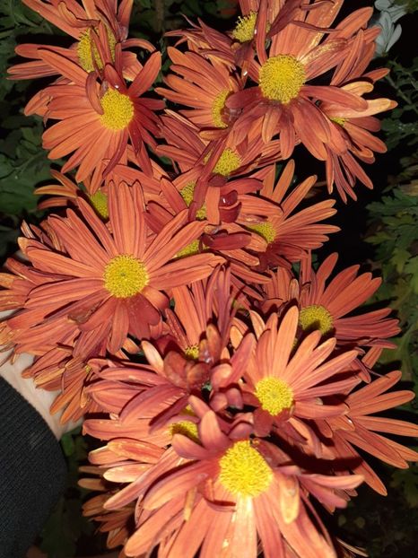  - Crizanteme și tufănele