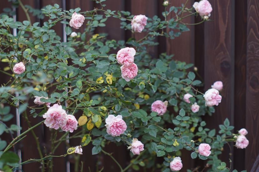  - Noiembrie 2019- noiembrie 2020