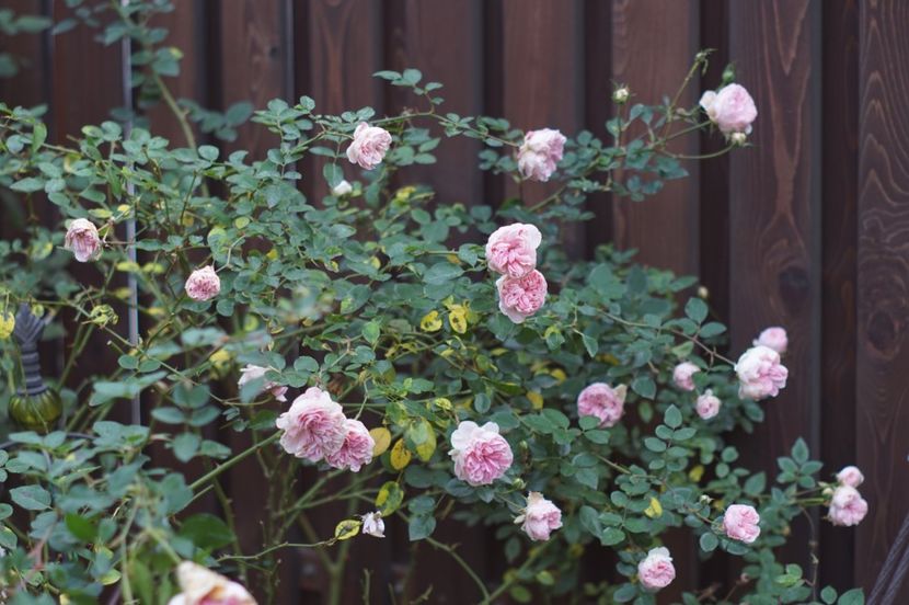  - Noiembrie 2019- noiembrie 2020