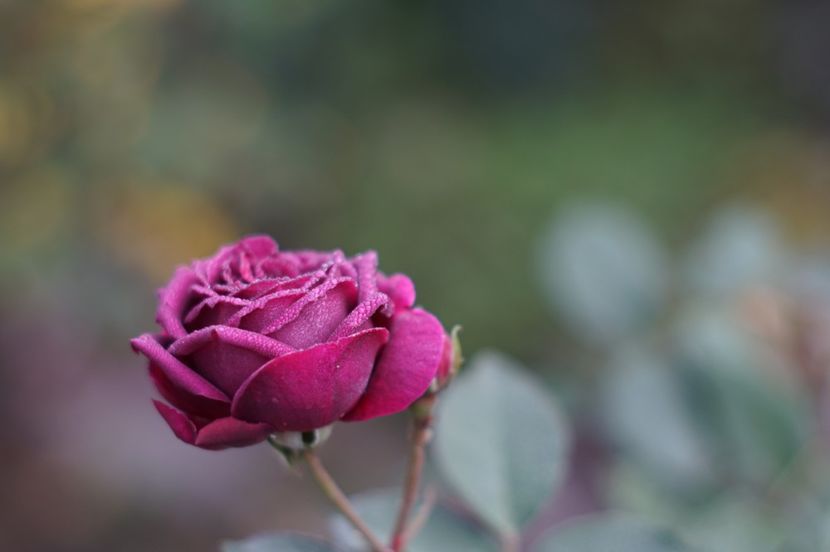  - Noiembrie 2019- noiembrie 2020