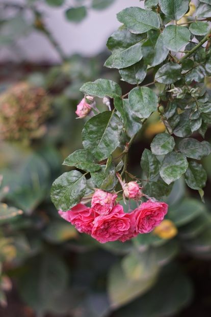  - Noiembrie 2019- noiembrie 2020