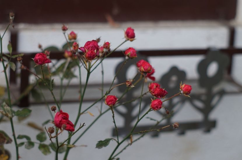  - Noiembrie 2019- noiembrie 2020