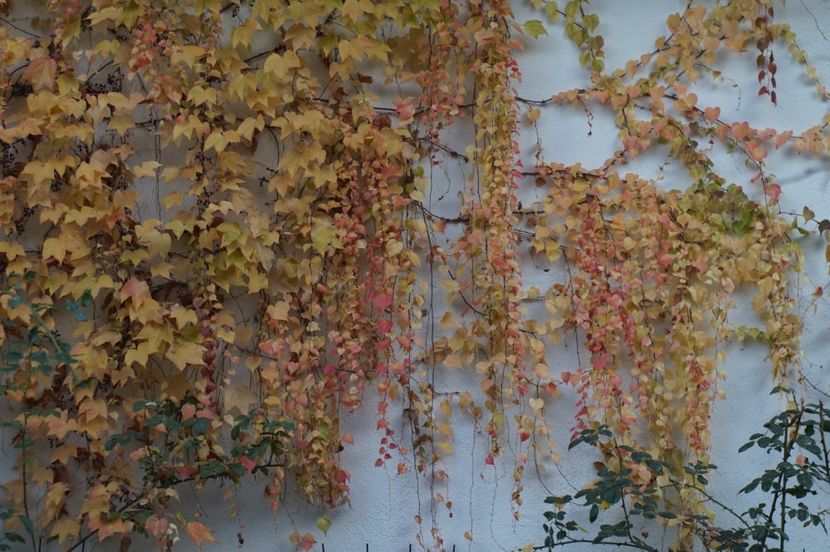  - Noiembrie 2019- noiembrie 2020