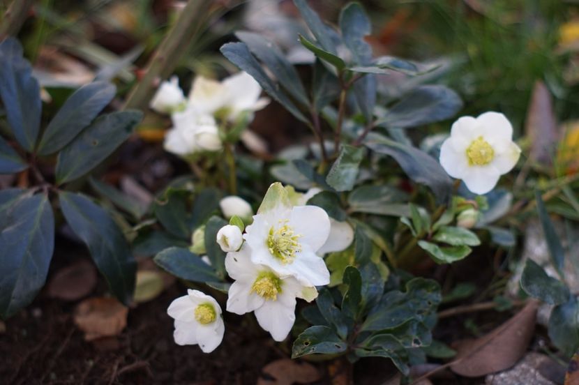  - Noiembrie 2019- noiembrie 2020