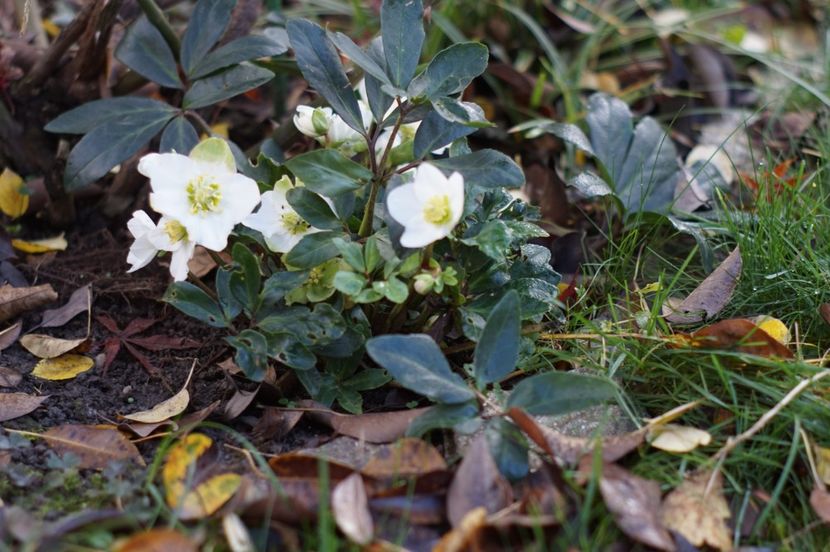  - Noiembrie 2019- noiembrie 2020