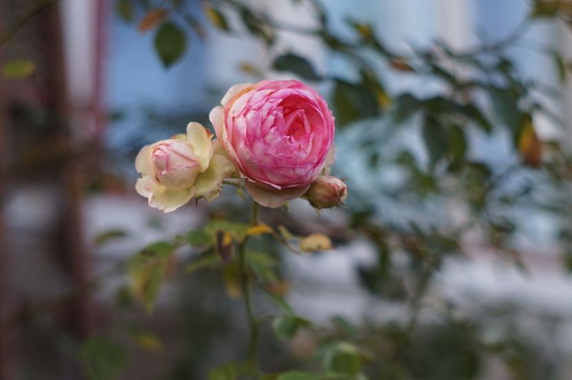  - Noiembrie 2019- noiembrie 2020