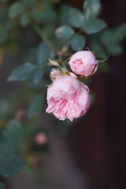  - Noiembrie 2019- noiembrie 2020