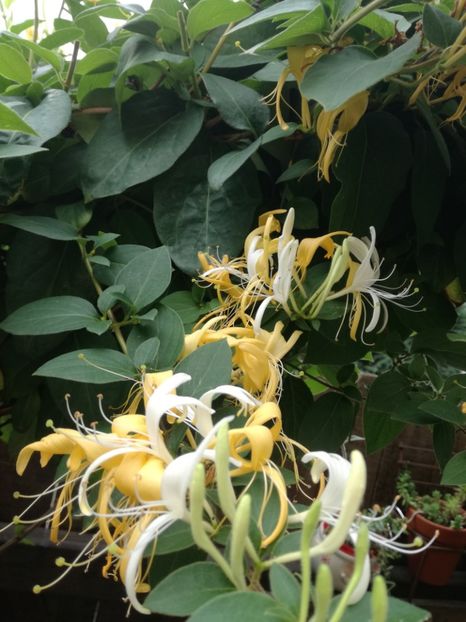  - Diverse plante