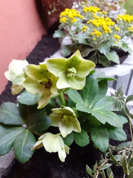  - Diverse plante
