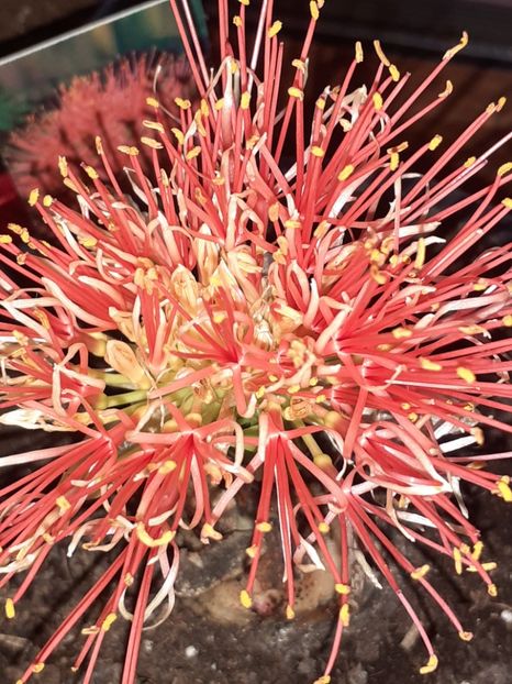  - Diverse plante