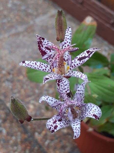  - Diverse plante