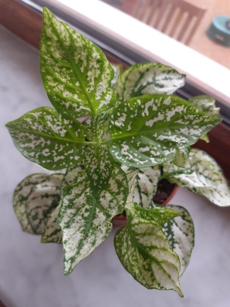  - Diverse plante
