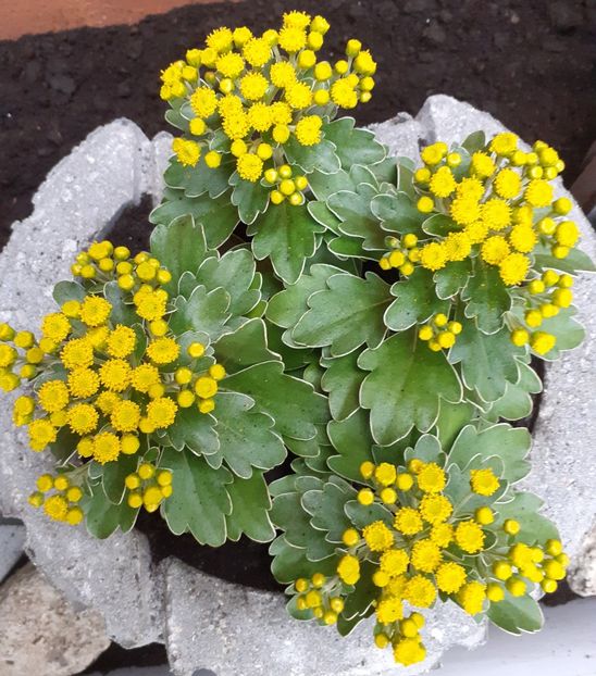  - Diverse plante