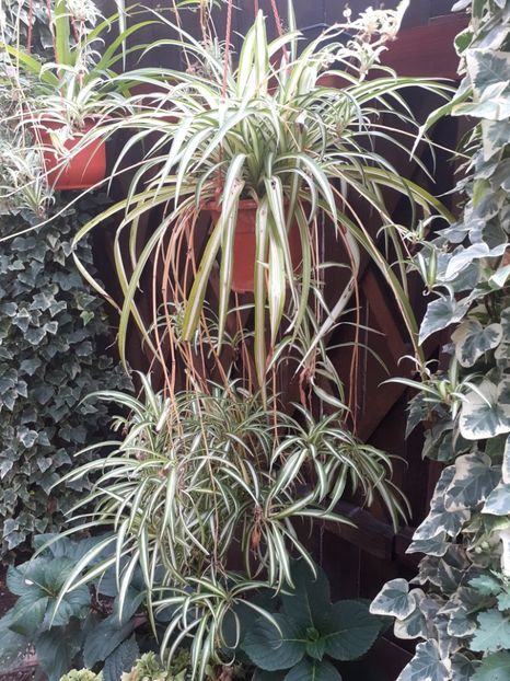  - Diverse plante