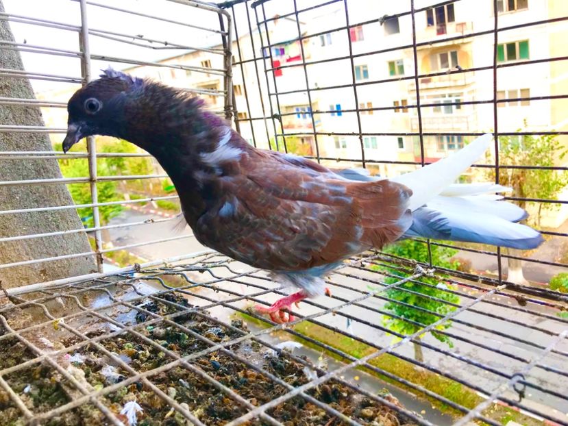 1-0 - Pui Zburator Beograd